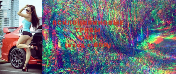 прущие грибы Медногорск