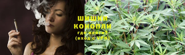 прущие грибы Медногорск